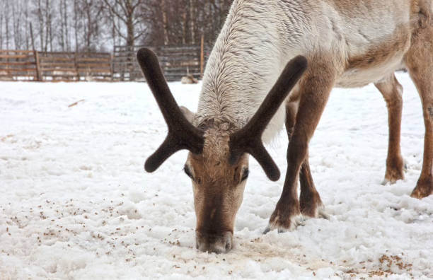 Beautiful brown reindeer isolated on white background