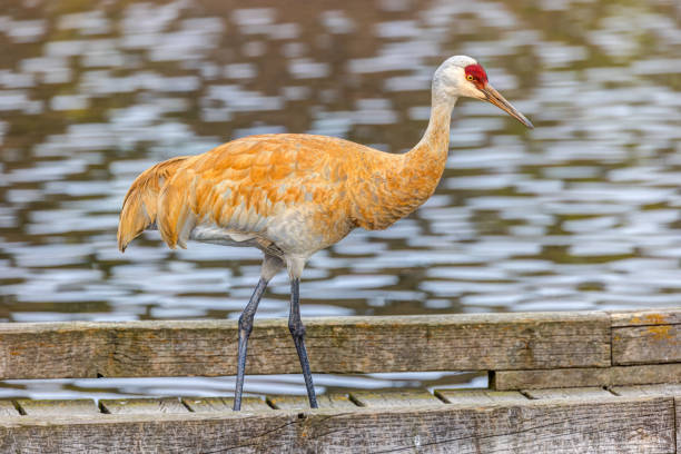 sandhill crane walking in water, Burnaby, British Columbia