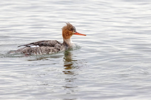 red-breasted merganser in sea water