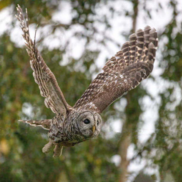 istock Barred Owl In Flight, Richmond, BC, Canada 2155809390