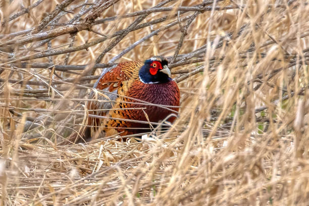istock Common pheasant in the grass, Coquitlam, BC, Canada 2155809440