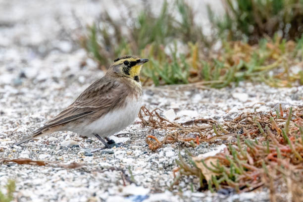 istock male horned lark running, Surrey, BC, Canada 2155809464