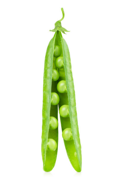 istock One fresh green pea pod, opened to reveal the peas inside 2155810687