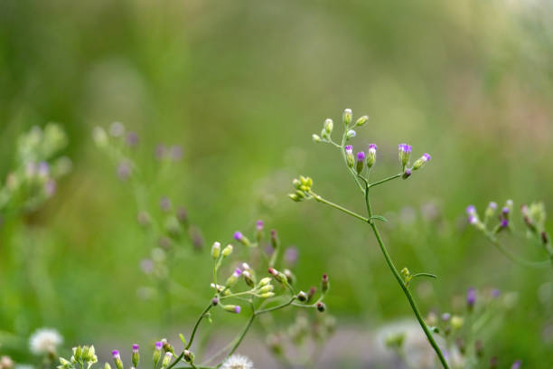 wildflowers blooming in the meadow.