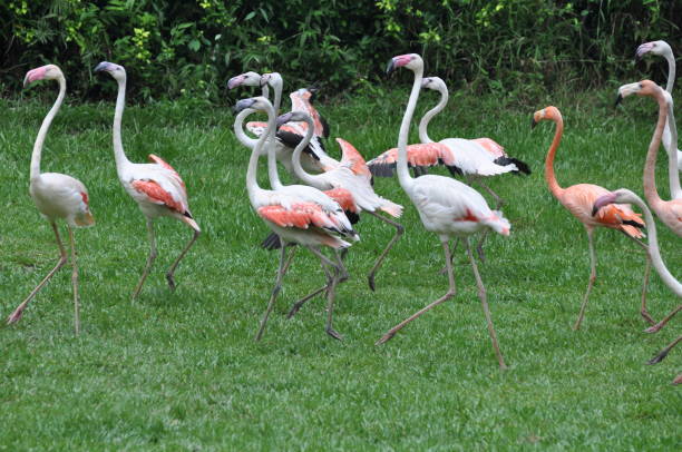 Flamingoes walking on meadow
