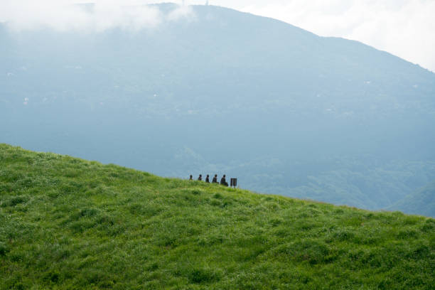 Landscape at the Wiedersberger Horn in the Alpbachtal. View of nature and the mountains and the Zillertal Alps near Alpbach in Austria.