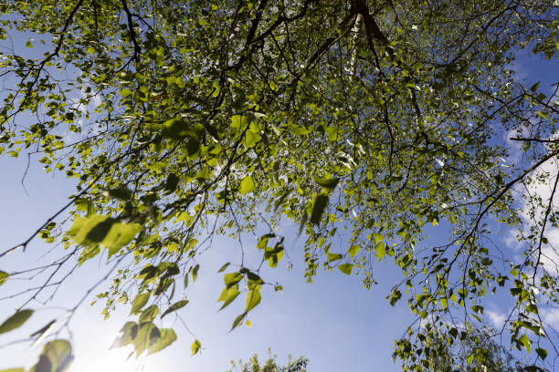 Tree branches framing clouds in a Springtime blue sky, southern Maryland