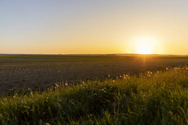 istock an agricultural field with corn during sunset 2155817063