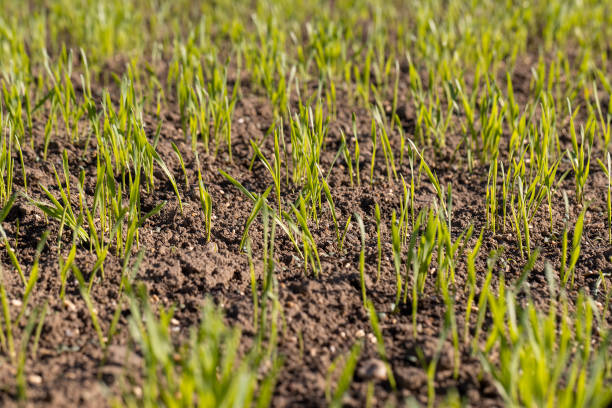 istock new rows of wheat in the field 2155817277