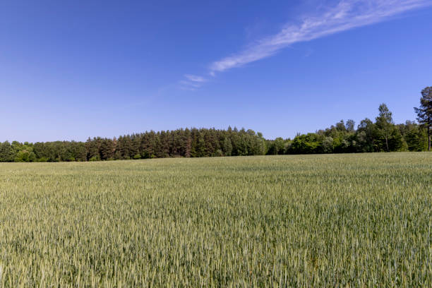 istock a new wheat crop in a field near the forest 2155817340