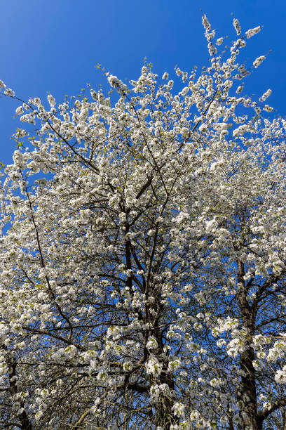 istock large inflorescences of white cherry blossoms in spring 2155817352