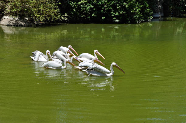 White pelican lake, giza zoo, Egypt