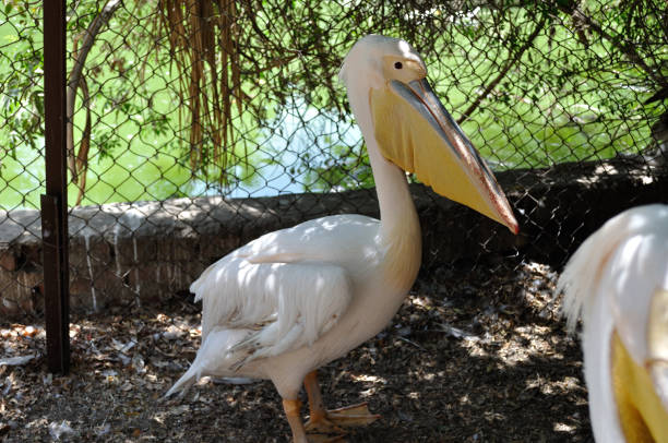 istock White pelican, giza zoo, Egypt 2155819857