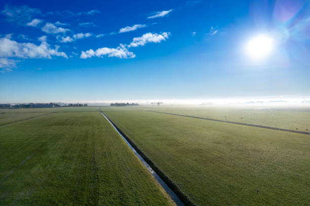 Tracking backwards drone shot of an early, foggy morning of the flat wetlands with cows.Drone shot.