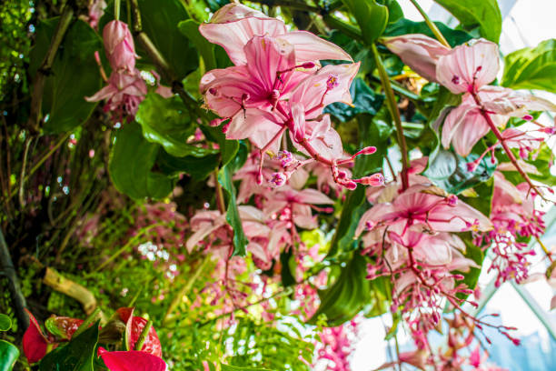 Rose Grape, Showy Medinilla, Malaysian Orchid Pink-Flower