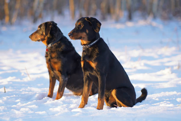 Two obedient Beauceron dogs (young black and tan and adult harlequin) with collars posing outdoors sitting on a snow in winter