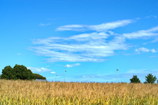 Beautiful summer landscape with field and skyPhoto taken outdoors in nature during daytime