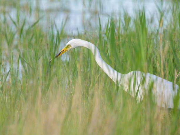 istock A Great Egret standing in a pond 2155822139