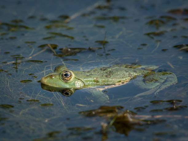 istock A water frog resting in a small pond on a sunny day 2155823450