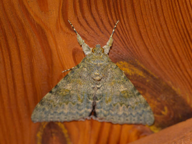 A French Red Underwing resting on wood of a shed, Austria