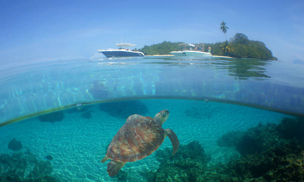 istock a sea turtle on a reef  in the caribbean 2155824392