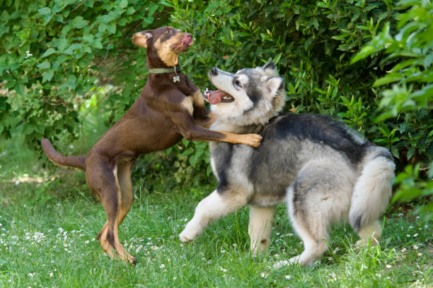 istock 2 large and cute playing puppies. 2155824429