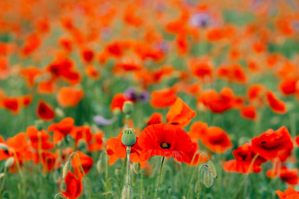 Many red poppies in the field. High quality photo