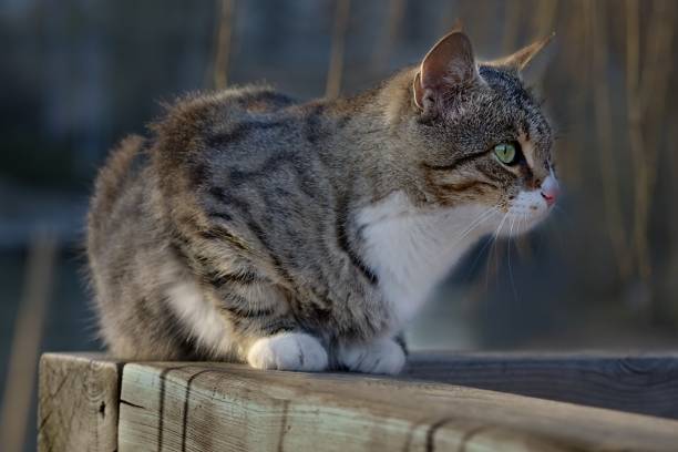 istock Cat watching around with anxious eyes on wooden railings 2155827572