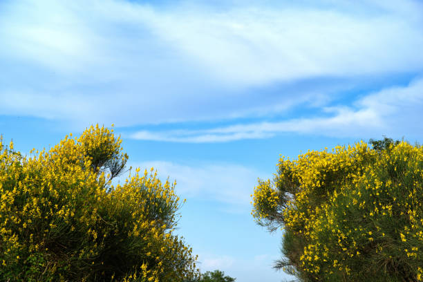 panorama with brooms in Montefeltro