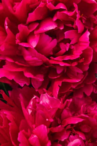 istock Red peonies close-up, macro. Flowers as a background image 2155828012