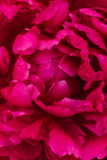 istock Red Peony flower close-up, macro, background image 2155828326