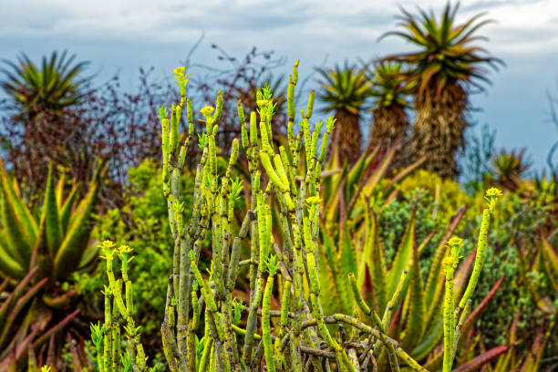 istock Euphorbia plant known as Pencil Milkbush 2155828954