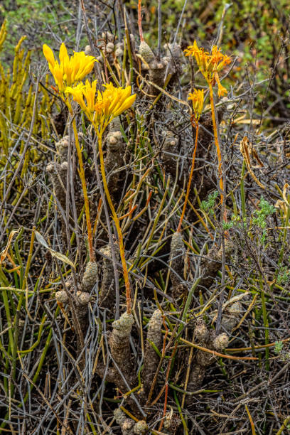 istock Tylecodon succulent plant with yellow flowers 2155829767
