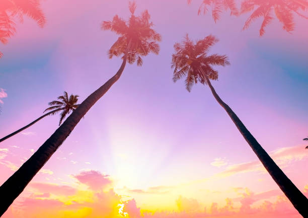 Banner Summer with colorful theme as palm trees background as texture frame background