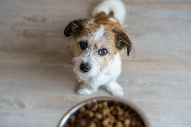 istock A little hungry dog 2155834368