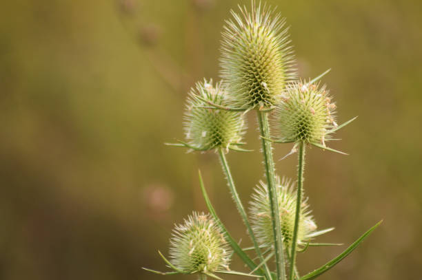 istock Closeup of green cutleaf teasel seeds with blurred background 2155834665