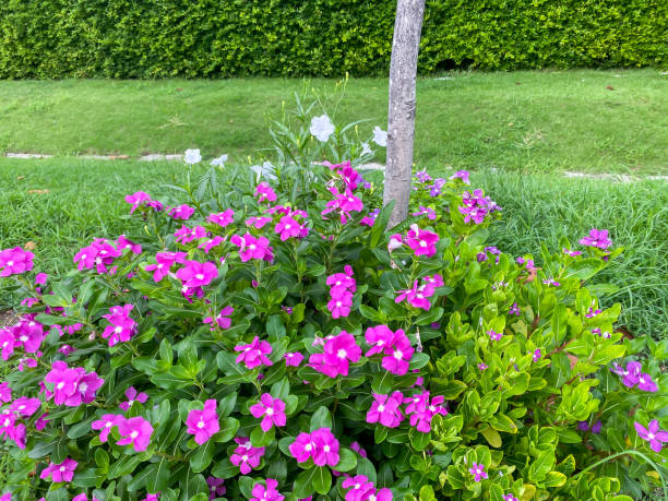 istock Flowers blooming in garden looking beautiful and fresh. 2155837088