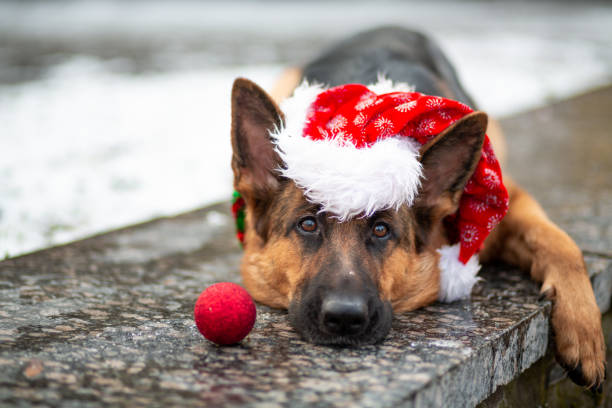 German Shepherd in a red Santa hat lies on a granite slab with a New Year's ball in a winter park