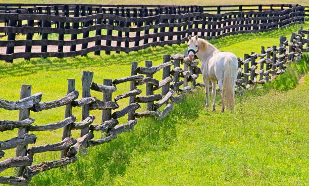 White Horse Beside a Fence