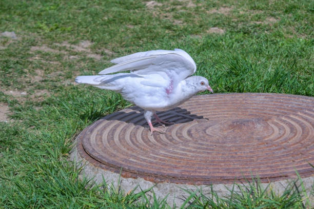 Close-up of birds perching on field