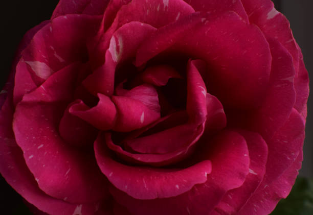 Dark pink large rose close up in full bloom