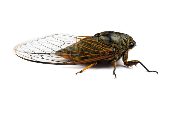 istock angle view black and gold cicadas on a white background 2155840620