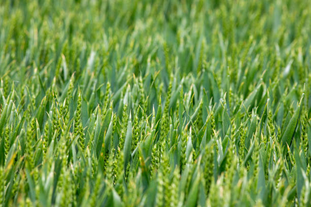 Agricultural field of green wheat in the Essex countrside
