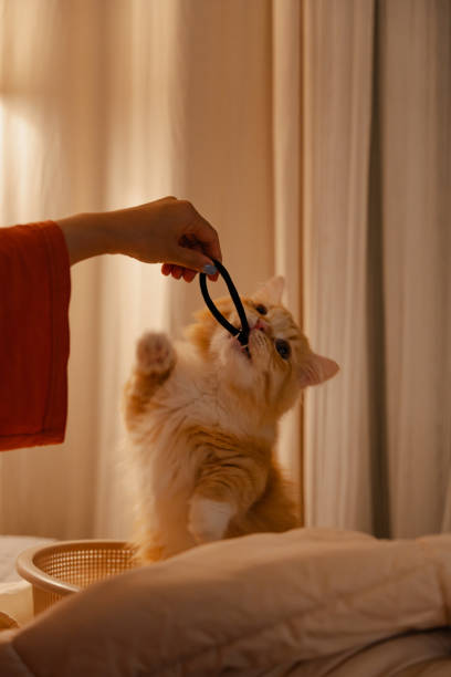 Playful cat biting a hair tie held by a hand