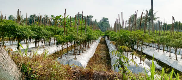 istock Rice field chili planting 2155844419