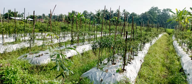 istock Rice field chili planting 2155844433