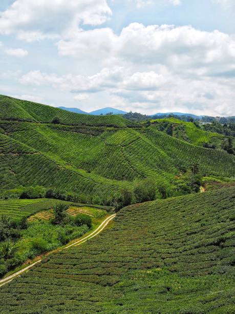istock Malaysian tea plantation 2155847473