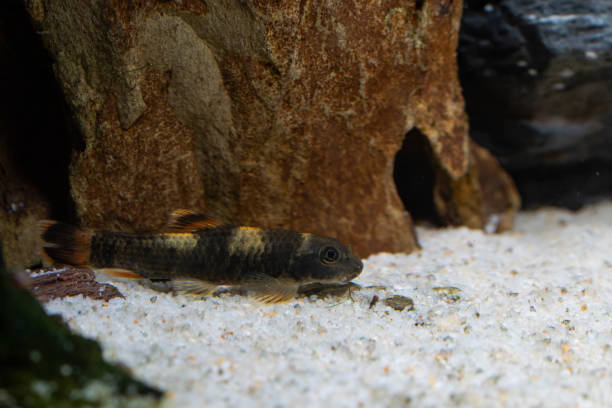 istock a panda garra munching on algae on a sand bedded aquarium 2155847865