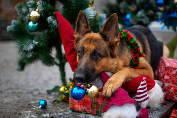 istock A German shepherd with New Year's balls in his teeth 2155850203