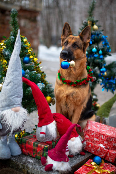 istock A German shepherd with New Year's balls in his teeth 2155850245